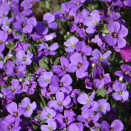 Aubriète Royal Blue