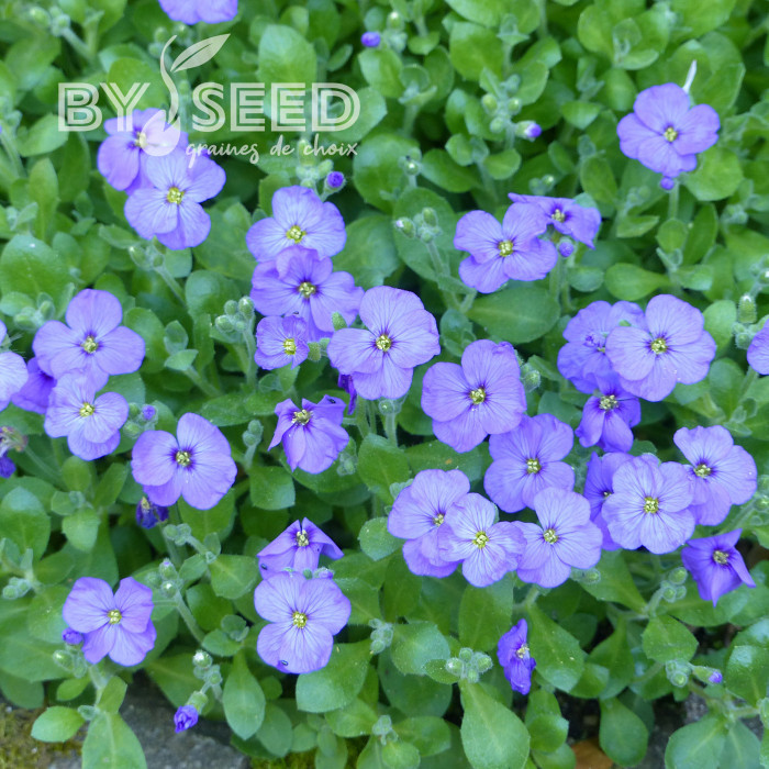 Aubriète Royal Blue