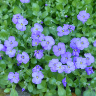 Aubriète Royal Blue