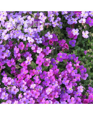 Aubriète Royal Cascade Mix