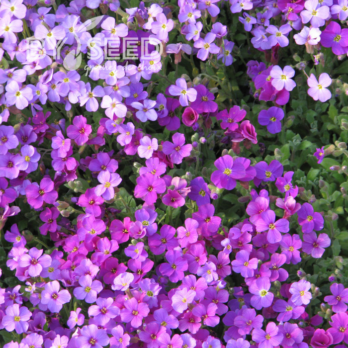 Aubriète Royal Cascade Mix