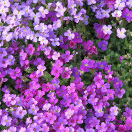 Aubriète Royal Cascade Mix