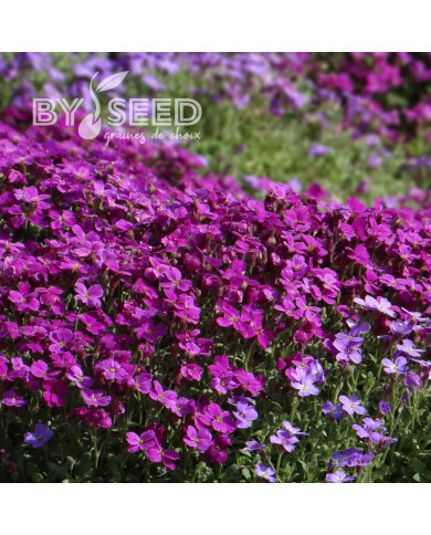 Aubriète Royal Red