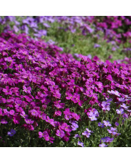 Aubriète Royal Cascade Mix