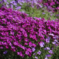 Aubriète Royal Red