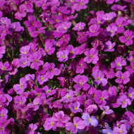 Aubriète Royal Red