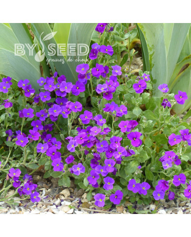Aubriète Royal Violet