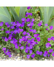 Aubriète Royal Red