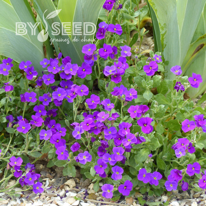 Aubriète Royal Violet