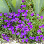 Aubriète Royal Violet