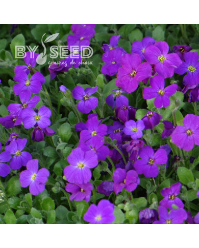 Aubriète Royal Violet