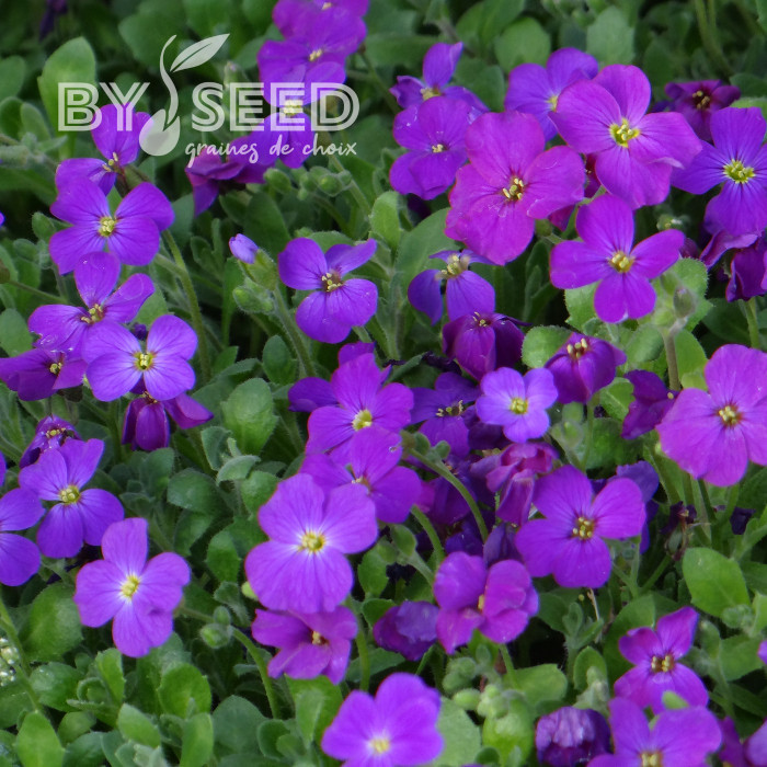 Aubriète Royal Violet