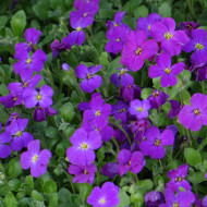 Aubriète Royal Violet