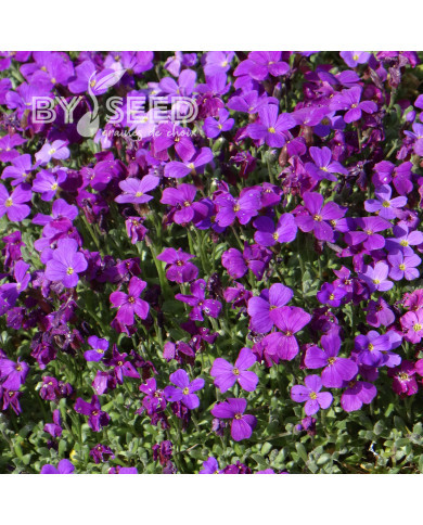Aubriète Royal Violet