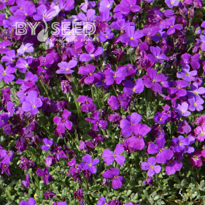 Aubriète Royal Violet