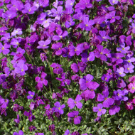 Aubriète Royal Violet