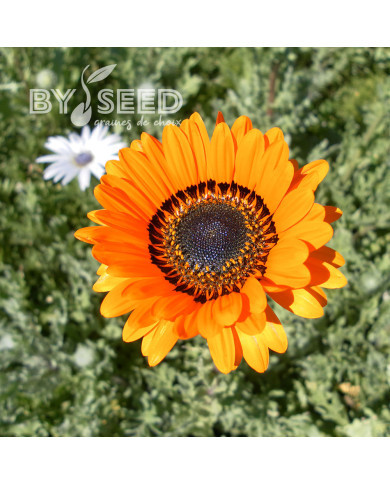 Arctotis Prince of Orange