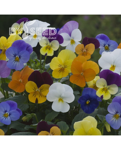 Viola cornuta Floral Powers F1 Mix