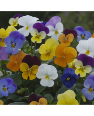 Viola cornuta Brushstrokes