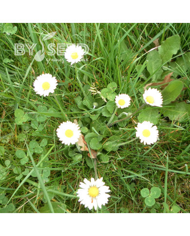 Pâquerette simple des prés