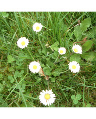 Bégonia semperflorens FlowerBall Mix (graines enrobées)