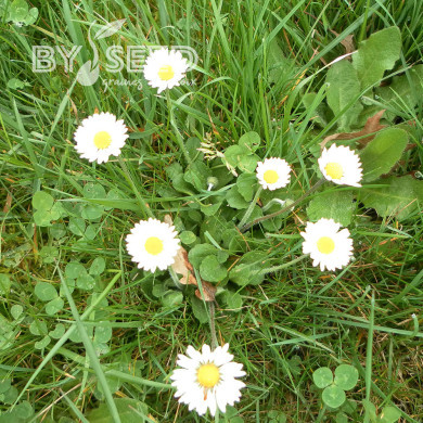 Pâquerette simple des prés