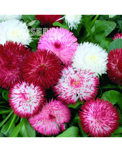 Pâquerette Habanera Mix (graines enrobées)