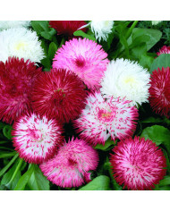 Bégonia tubéreux Non Stop Rose Picotee (graines enrobées)