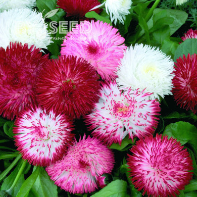 Pâquerette Habanera Mix (graines enrobées)