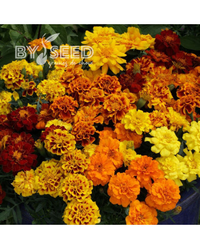 OEillet d'Inde nain Alumia  Mix