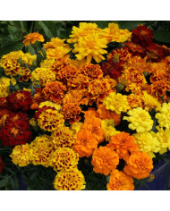 OEillet d'Inde nain Reine Sophie BIO