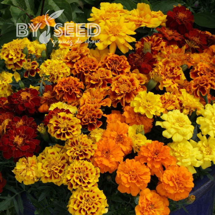 OEillet d'Inde nain Alumia  Mix