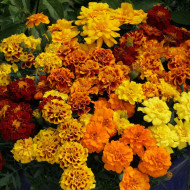 OEillet d'Inde nain Alumia  Mix