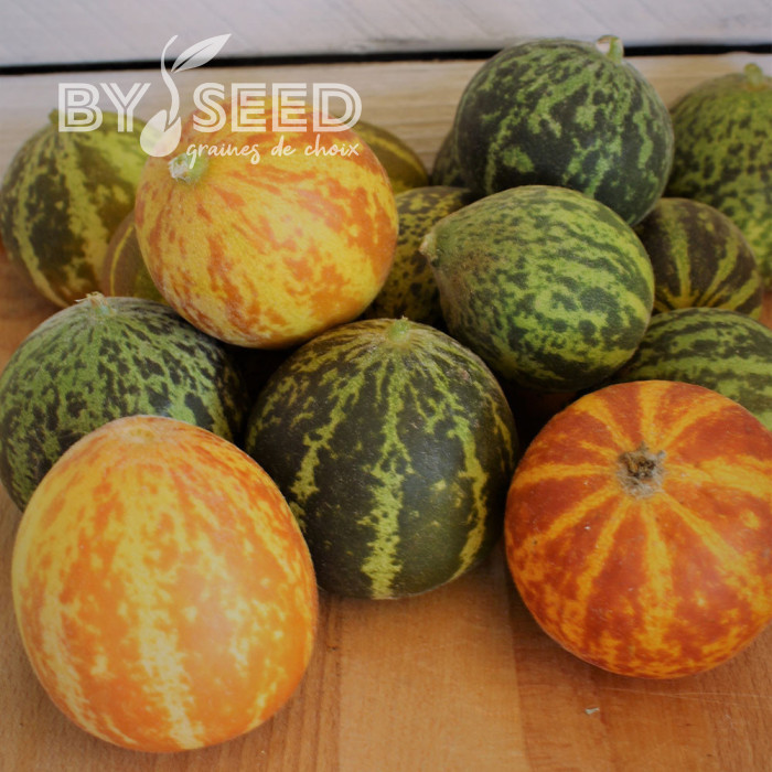 Melon de poche Queen Anne's Pocket