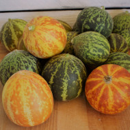 Melon de poche Queen Anne's Pocket