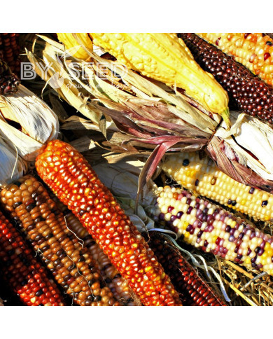 Maïs d'ornement à épis multicolores Mix