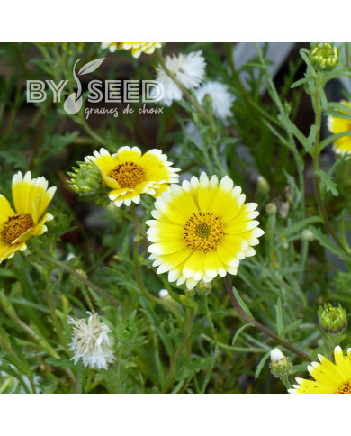 Layia elegans Tidy Tips