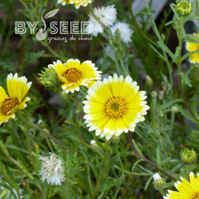 Layia elegans Tidy Tips