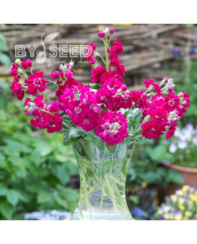 Giroflée quarantaine Anytime Red