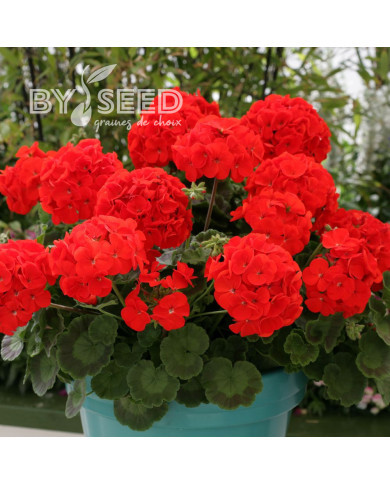 Géranium (Pelargonium) Landscaper Red F1 (Moulin Rouge)