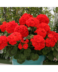 Géranium (Pelargonium) Horizon Shadow Mix