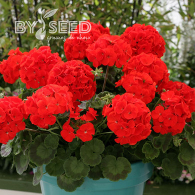 Géranium (Pelargonium) Landscaper Red F1 (Moulin Rouge)