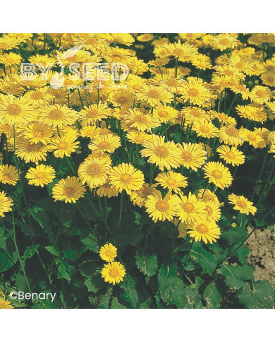 Doronic orientale Little Leo