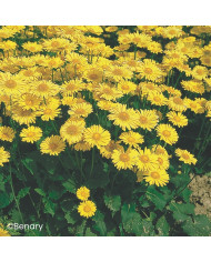 Dolique - Dolichos lablab Silver Moon