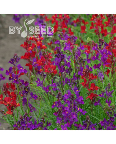Linaria du Maroc Rhythm & Blues - Linaria maroccana