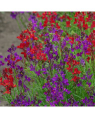 Lin annuel Skyscraper