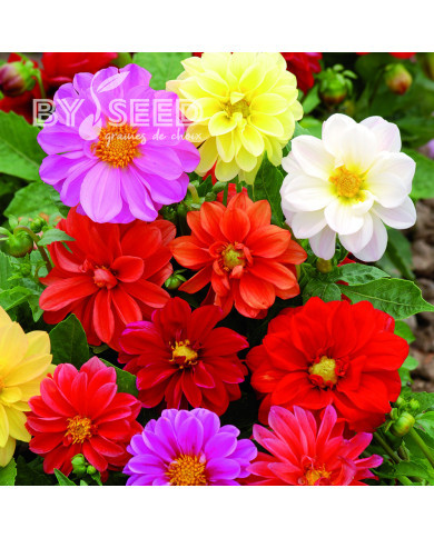 Dahlia nain double Opéra Mix