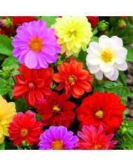 Dahlia nain Dandy improved Mix
