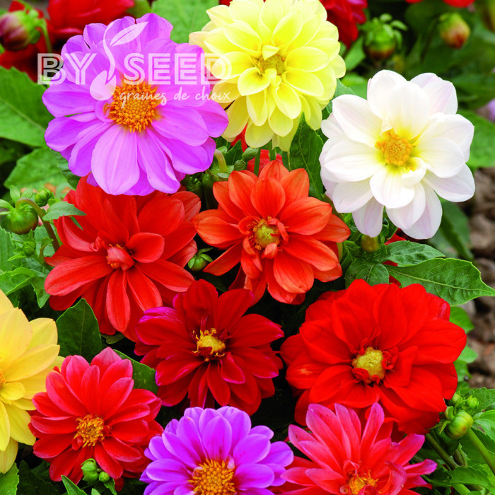 Dahlia nain double Opéra Mix