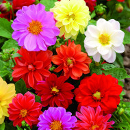 Dahlia nain double Opéra Mix